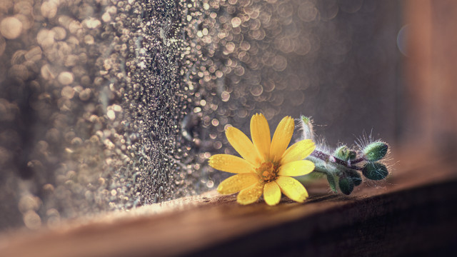 Yellow flower rain soaked window free wallpaper for desktop - medium preview image
