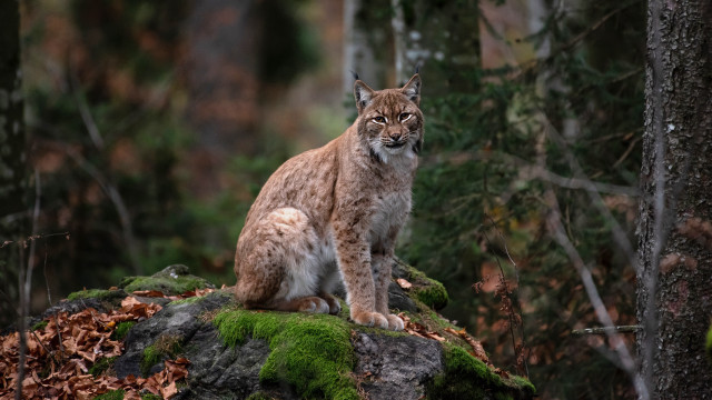 Lynx moss rock woods bush free wallpaper for desktop - medium preview image