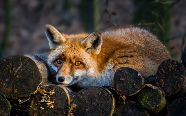 Red fox lying logs sad free wallpaper for desktop - medium preview image
