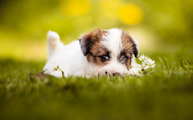 Small dog flower in mouth free wallpaper for desktop - medium preview image