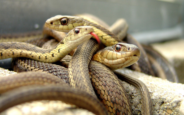 Snakes rock cage red ribbon free wallpaper for desktop - medium preview image