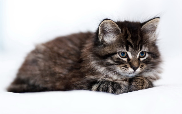 Curious black cat blue eyes free wallpaper for desktop - medium preview image