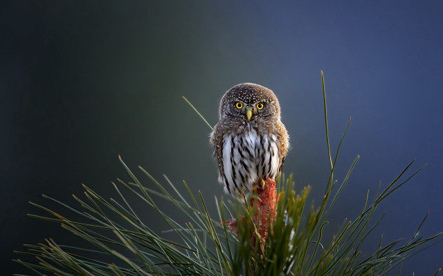 Small owl pine branch blue free wallpaper for desktop - medium preview image