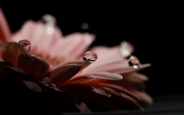 Pink flower water droplets macro #8 free wallpaper for desktop - medium preview image