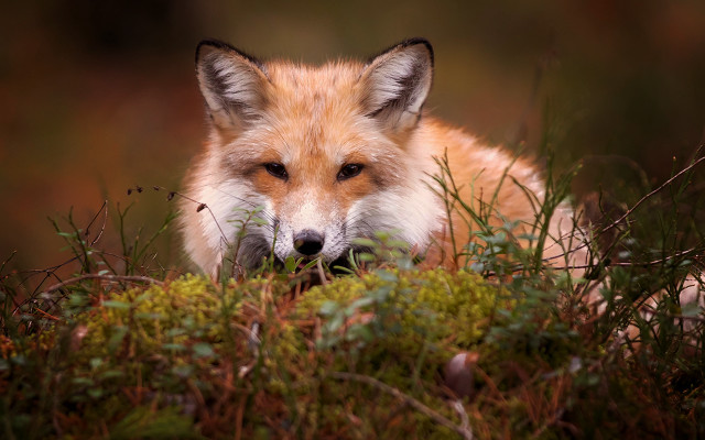 Fox sitting sad autumn nature free wallpaper for desktop - medium preview image