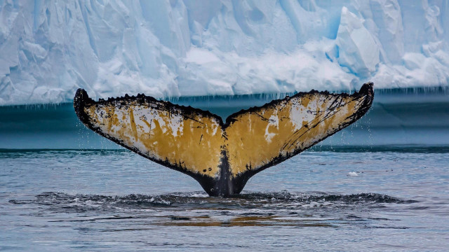 Whale tail glacier icebergs ecological free wallpaper for desktop - medium preview image