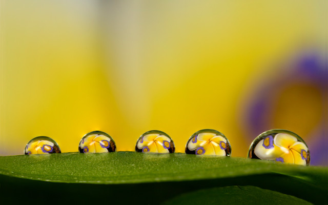 Water droplets green leaf yellow free wallpaper for desktop - medium preview image