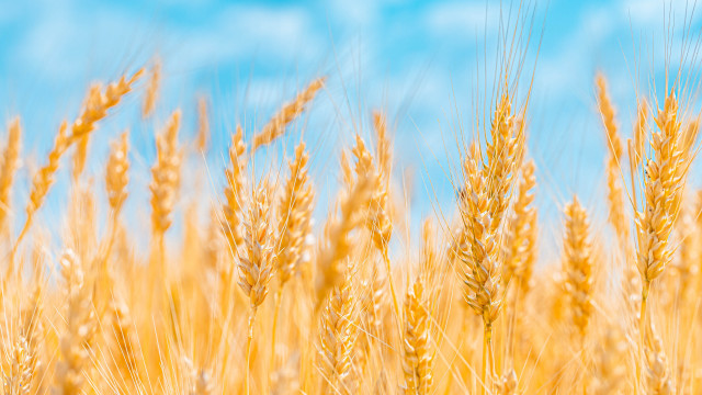 Wheat field orange sky fiery free wallpaper for desktop - medium preview image