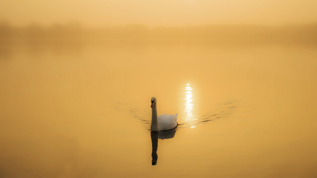 Swan lake sunset misty horizon free wallpaper for desktop - medium preview image
