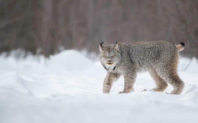 Lynx snowy woods wildlife photography free wallpaper for desktop - medium preview image