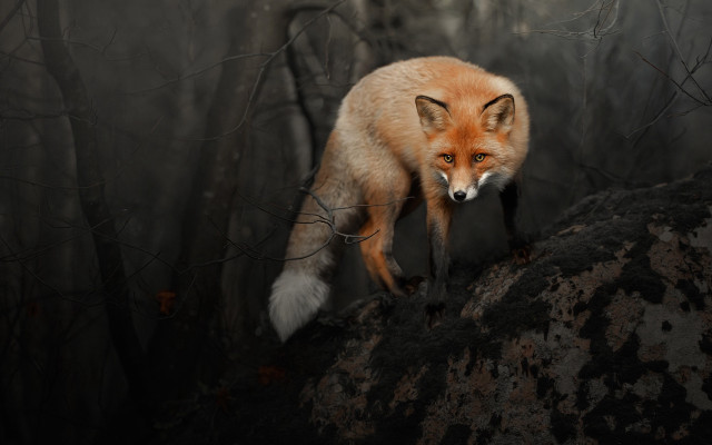 Red fox woods foggy background free wallpaper for desktop - medium preview image