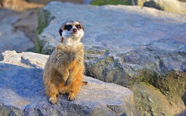 Small animal rock sun blurry free wallpaper for desktop - medium preview image