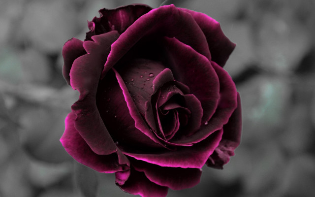 Black white rose water droplets free wallpaper for desktop - medium preview image