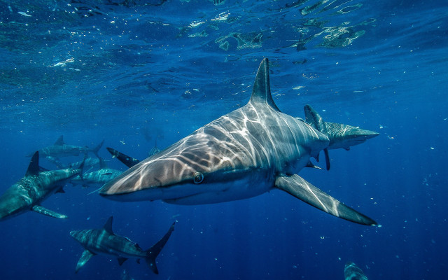 Shark diver ocean aurora moon free wallpaper for desktop - medium preview image