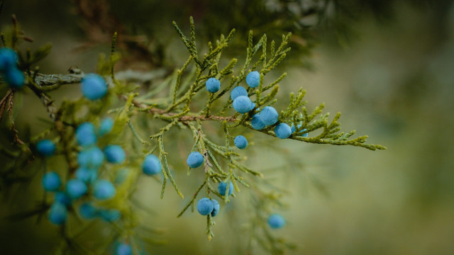 Branch blue berries forest macro free wallpaper for desktop - medium preview image