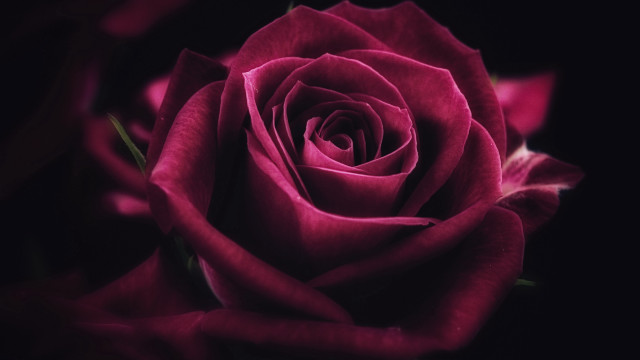 Pink rose blurry black background free wallpaper for desktop - medium preview image