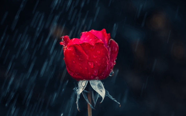 Red rose water droplets rain free wallpaper for desktop - medium preview image