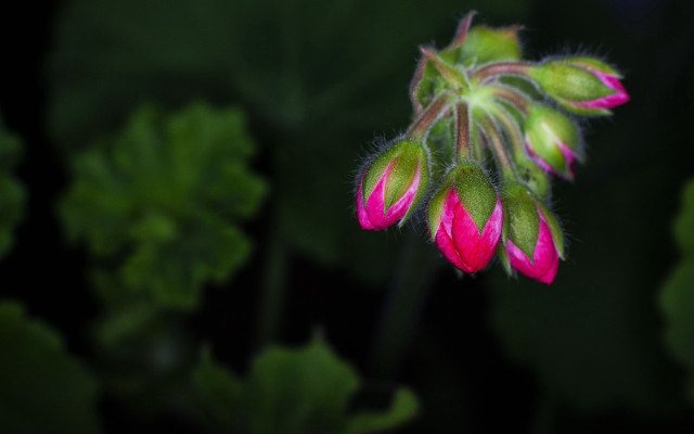 Pink flower green leaves macro #14 free wallpaper for desktop - medium preview image