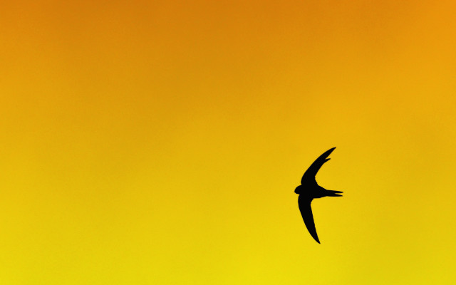 Bird flying yellow background black free wallpaper for desktop - medium preview image