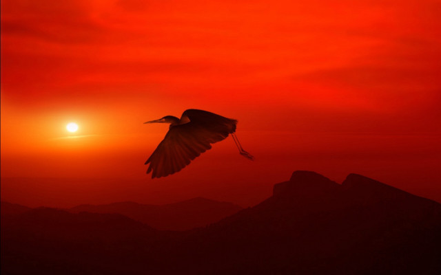 Bird sunset mountains crow silhouette free wallpaper for desktop - medium preview image