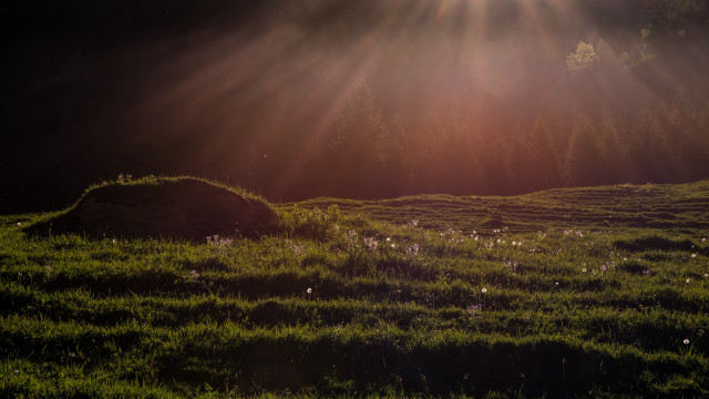 Field grass flowers rock sunset free wallpaper for desktop - medium preview image