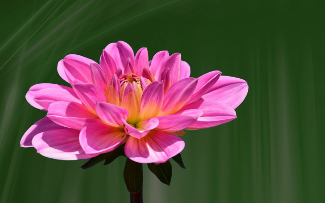 Pink flower green background digital free wallpaper for desktop - medium preview image
