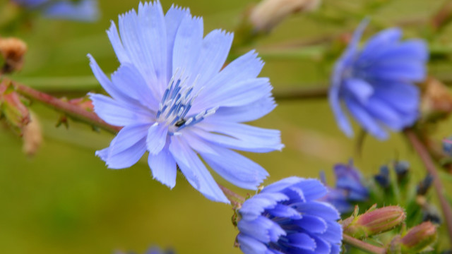 Blue flower green background macro #4 free wallpaper for desktop - medium preview image