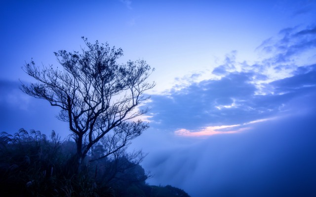 Bare tree foggy day blue free wallpaper for desktop - medium preview image