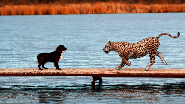Dog leopard dock water naive free wallpaper for desktop - medium preview image