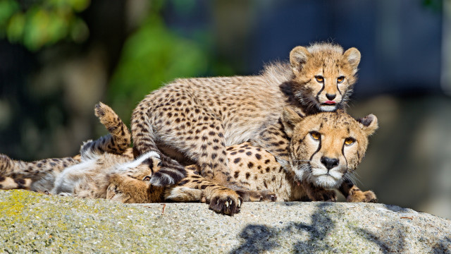 Cheetah cubs rock naturalism puzzle free wallpaper for desktop - medium preview image