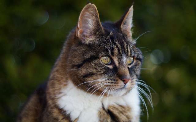 Cat white brown stripe outdoors free wallpaper for desktop - medium preview image