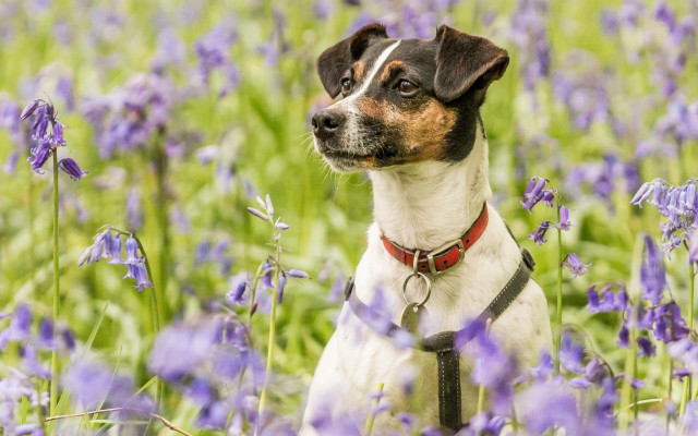 Dog purple flower field bokeh free wallpaper for desktop - medium preview image