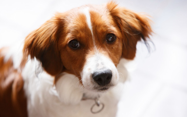 Dog collar closeup brown white free wallpaper for desktop - medium preview image