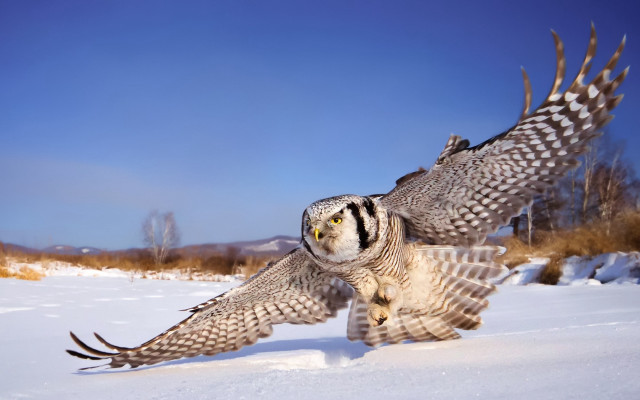 Large owl flying snow field free wallpaper for desktop - medium preview image