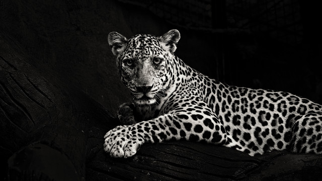 Black white leopard branch dark free wallpaper for desktop - medium preview image