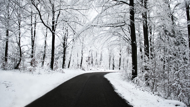 Snowy road forest trees snow free wallpaper for desktop - medium preview image