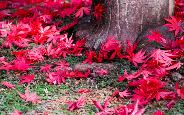 Tree red leaves forest flower free wallpaper for desktop - medium preview image