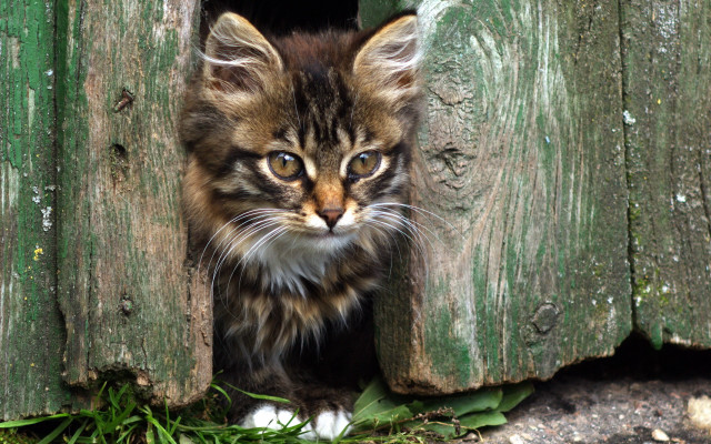 Kitten wooden door grass green free wallpaper for desktop - medium preview image