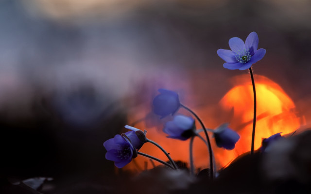 Blue rose sunset flower macro free wallpaper for desktop - medium preview image