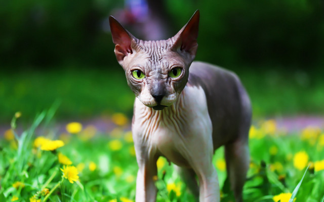 Hairless cat flower field gothic free wallpaper for desktop - medium preview image