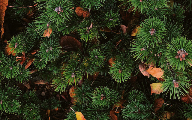 Tree leaves bird bamboo forest free wallpaper for desktop - medium preview image