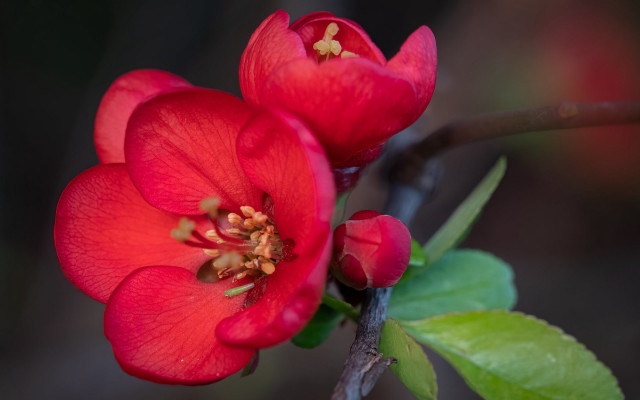 Red flowers branch leaves buds free wallpaper for desktop - medium preview image