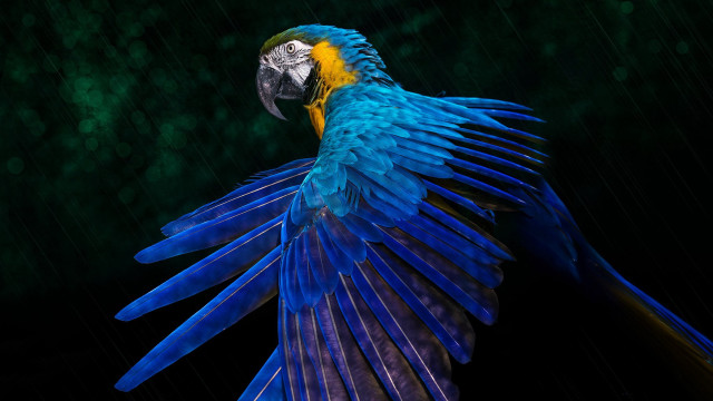 Blue yellow parrot rain flying free wallpaper for desktop - medium preview image