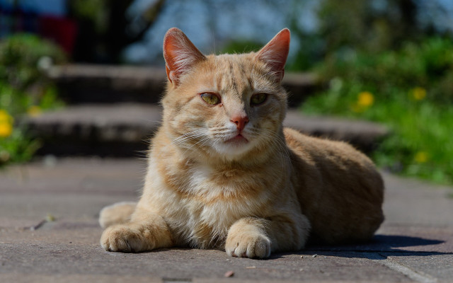 Sad cat christmas blurry outdoors free wallpaper for desktop - medium preview image