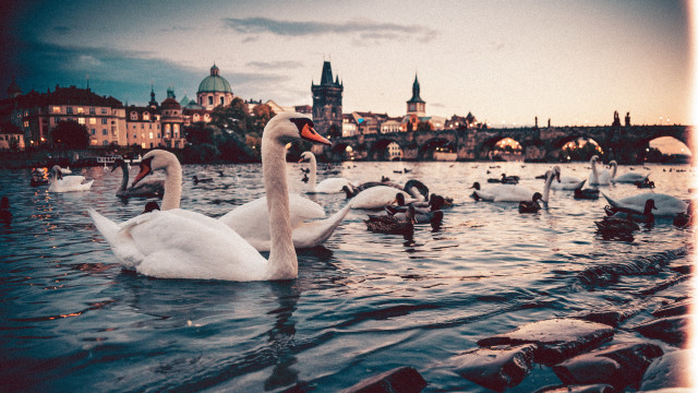 Swans lake city skyline dusk free wallpaper for desktop - medium preview image