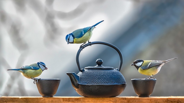 Birds tea kettles teapot animals free wallpaper for desktop - medium preview image