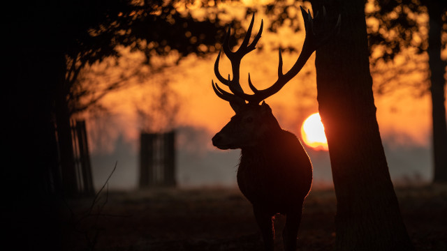 Deer forest sunset backlit autumn free wallpaper for desktop - medium preview image