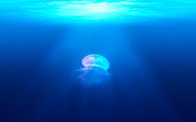 Jellyfish ocean sunlight bubbles rayonism free wallpaper for desktop - medium preview image