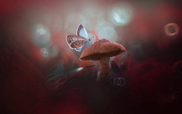Butterfly mushroom field bubbles magic free wallpaper for desktop - medium preview image