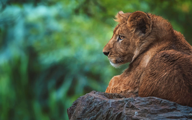 Lion cub forest stump wildlife free wallpaper for desktop - medium preview image